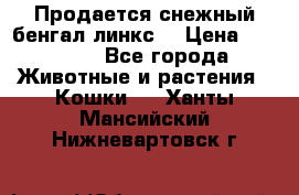 Продается снежный бенгал(линкс) › Цена ­ 25 000 - Все города Животные и растения » Кошки   . Ханты-Мансийский,Нижневартовск г.